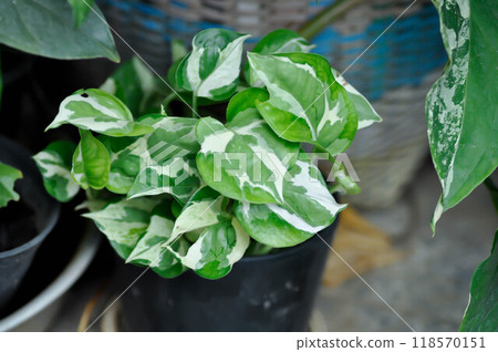 Epipremnum aureum  or Epipremnum aureum Linden and Andre G S Bunting, ARACEAE or bicolor plant 118570151