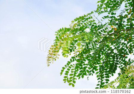 Albizia procera or Albizia procera Roxb Benth plant and sky Albizia procera or Albizia procera Roxb Benth plant and sky 118570162