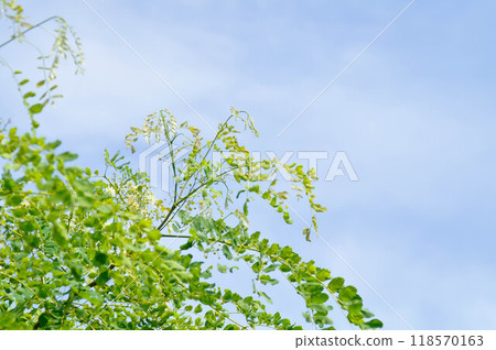 Albizia procera or Albizia procera Roxb Benth plant and sky Albizia procera or Albizia procera Roxb Benth plant and sky 118570163