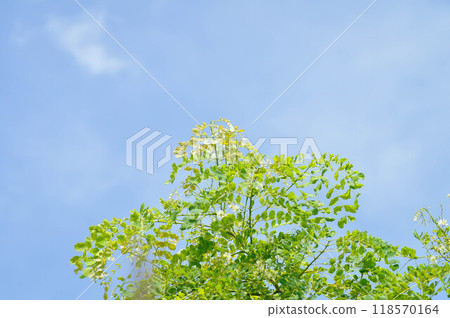 Albizia procera or Albizia procera Roxb Benth plant and sky 118570164