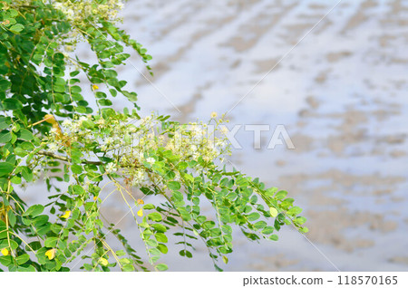 Albizia procera or Albizia procera Roxb Benth plant and flower 118570165