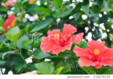 Chinese rose or Hibiscus or Hibiscus rosa sinensis or Hibisceae or Malvaceae , red hibiscus flower 118570170