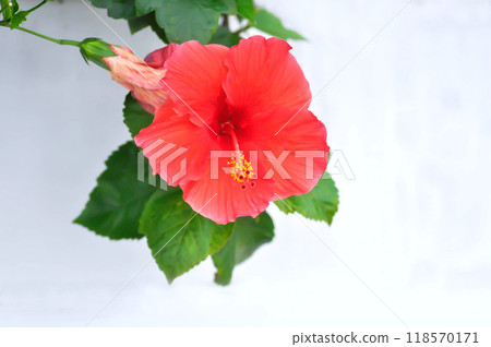 Chinese rose or Hibiscus or Hibiscus rosa sinensis or Hibisceae or Malvaceae , red hibiscus flower 118570171
