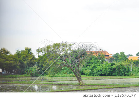Rain tree or Samanea saman, LEGUMINOSAE MIMOSOIDEAE in the field or tree and paddy field 118570177
