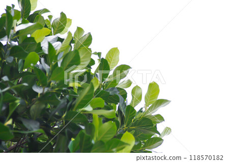 Artocarpus heterophyllus Lam, A heterophylla or jackfruit or jackfruit tree or jackfruit leaves and white background Artocarpus heterophyllus Lam, A heterophylla or jackfruit or jackfruit tree or jackfruit leaves and white background 118570182