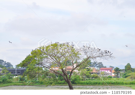 Rain tree or Samanea saman, LEGUMINOSAE MIMOSOIDEAE in the field or tree and paddy field 118570195