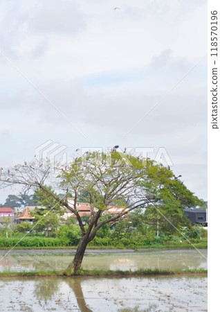 Rain tree or Samanea saman, LEGUMINOSAE MIMOSOIDEAE in the field or tree and paddy field Rain tree or Samanea saman, LEGUMINOSAE MIMOSOIDEAE in the field or tree and paddy field 118570196