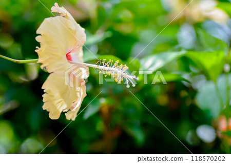 Chinese rose or Hibiscus or Hibiscus rosa sinensis or Hibisceae or Malvaceae , yellow hibiscus flower or cream flower Chinese rose or Hibiscus or Hibiscus rosa sinensis or Hibisceae or Malvaceae , yellow hibiscus flower or cream flower 118570202