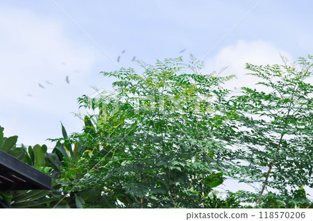 Cork tree, Indian cork tree or Millingtonia hortensis Linn or BIGNONIACEAE or small Cork tree and sky 118570206