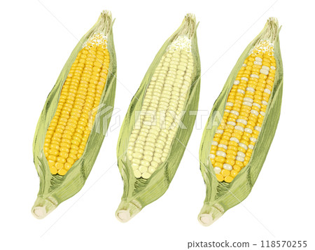 Corn (3 types) Yellow kernel, white kernel, bicolor Corn (3 types) Yellow kernel, white kernel, bicolor 118570255