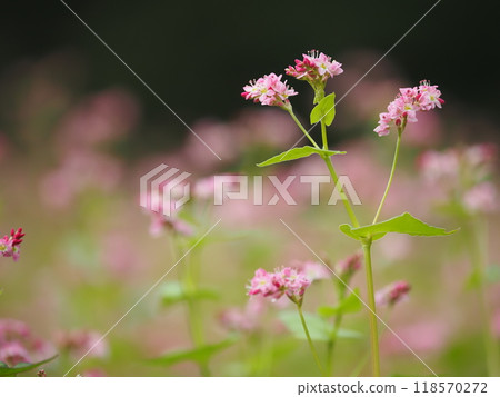 紅蕎麥花 紅蕎麥花 118570272