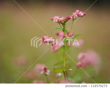 紅色果子花 紅色果子花 118570273