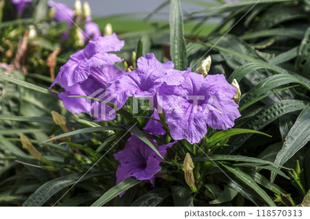 Rueria Southern Star，一種原產於墨西哥的多年生植物，與 Rueria 類似。 118570313