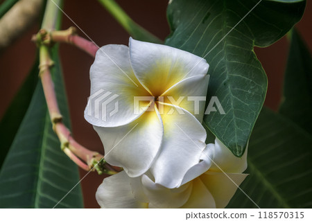Plumeria flower, a small deciduous flowering shrub Plumeria flower, a small deciduous flowering shrub 118570315