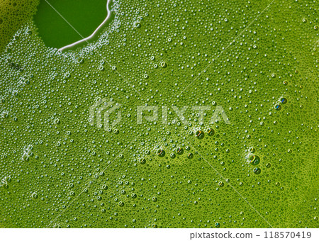 Macro the Matcha hot green tea, surface of hot Matcha green tea, fill the frame with the bubbles from the Japanese Matcha green tea. Macro the Matcha hot green tea, surface of hot Matcha green tea, fill the frame with the bubbles from the Japanese Matcha green tea. 118570419
