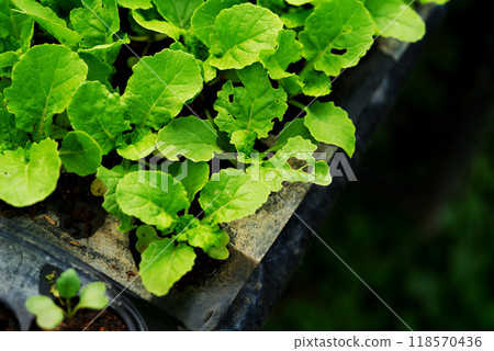 Close up organic nursery plants or vegetables in tray pots before planting in the farm, landscape image with space for copy. 118570436