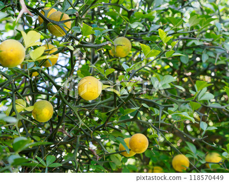 Trifoliate orange fruit in early autumn Trifoliate orange fruit in early autumn 118570449