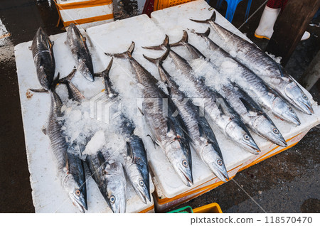 Fresh barracuda fish on the counter at street seafood market in Vietnam in Asia 118570470