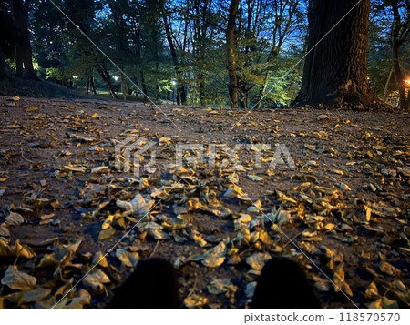 Fallen leaves on the asphalt road in the city park in autumn 118570570