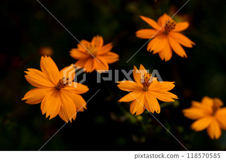 Kibanakosmos特寫鏡頭 118570585