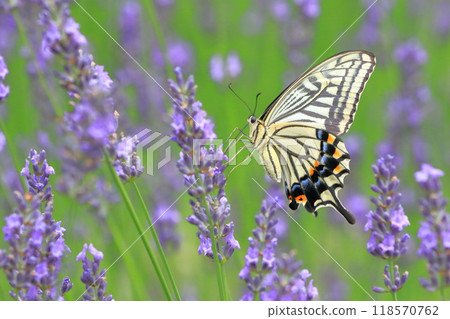 燕尾燕尾吸吮薰衣草花蜜 118570762