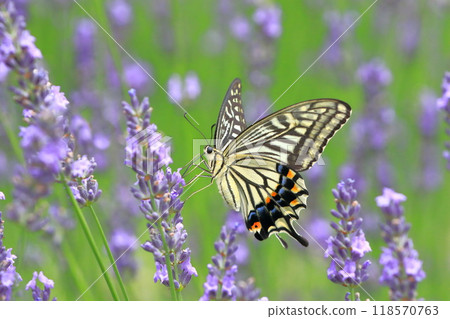 燕尾燕尾吸吮薰衣草花蜜 118570763