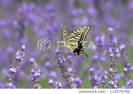 Swallowtail butterfly sucking nectar from lavender Swallowtail butterfly sucking nectar from lavender 118570766
