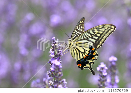 Swallowtail butterfly sucking nectar from lavender 118570769