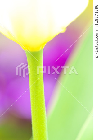 五顏六色的鬱金香花 五顏六色的鬱金香花 118571396