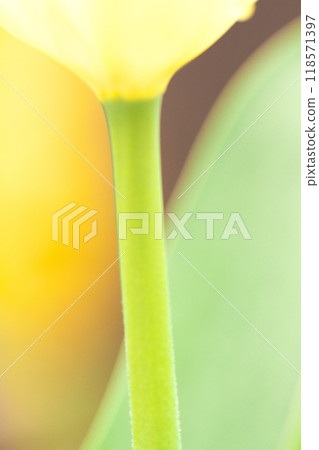 Colorful tulip flowers Colorful tulip flowers 118571397