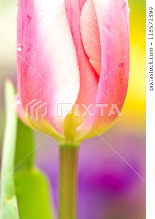 五顏六色的鬱金香花 118571399