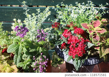 Pentas and Heliotrope Plants Pentas and Heliotrope Plants 118571581