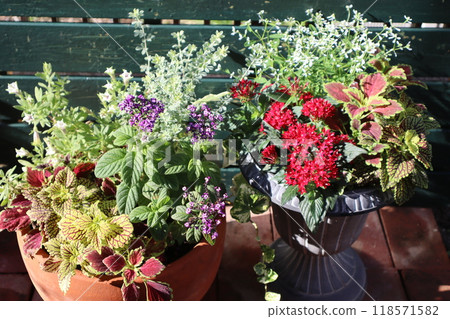 Pentas and Heliotrope Plants 118571582