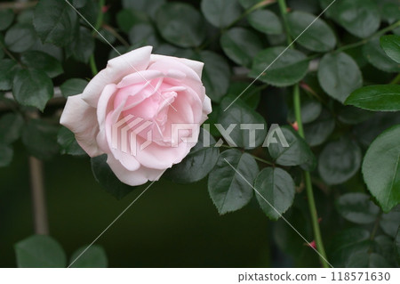 淡粉色玫瑰花朵 淡粉色玫瑰花朵 118571630