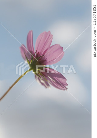 A large-flowered daisy blooming towards the sky A large-flowered daisy blooming towards the sky 118571853