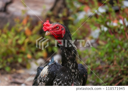 The fighting cock in garden nature farm 118571945