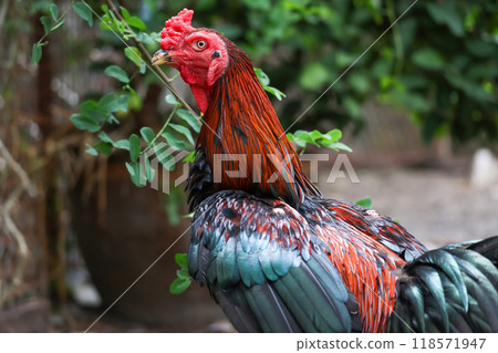 The fighting cock in garden nature farm The fighting cock in garden nature farm 118571947