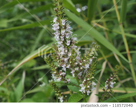 夏季荒川河床上盛開的白鹵花 118572040