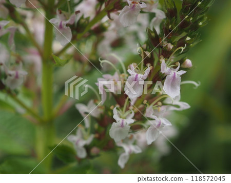 夏季，螞蟻前來吸取在荒川河床上盛開的苦草的花蜜和花朵 118572045
