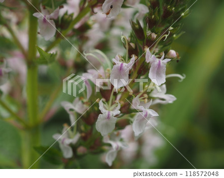 夏季，螞蟻前來吸取在荒川河床上盛開的苦草的花蜜和花朵 118572048