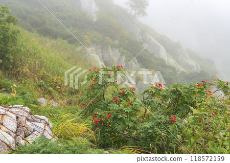 在雲霧繚繞的背景下，結著紅色果實的羅文 [千疊敷捲曲的羅文] 長野縣，9 月 118572159