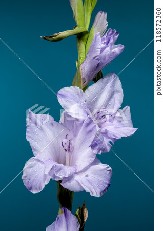 Blooming Gladiolus Blue Frost on a blue background 118572360