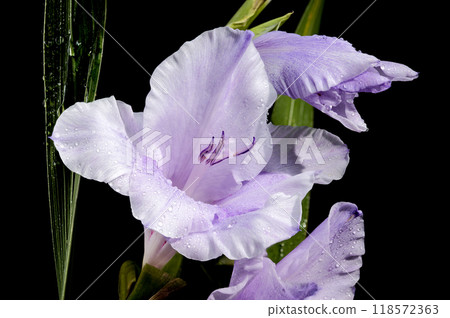 Blooming Gladiolus Blue Frost on a black background 118572363