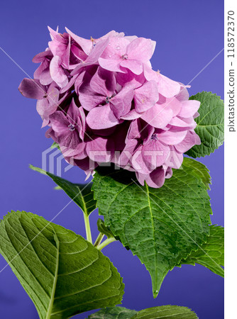 Pink hydrangea early rose on a blue background Pink hydrangea early rose on a blue background 118572370