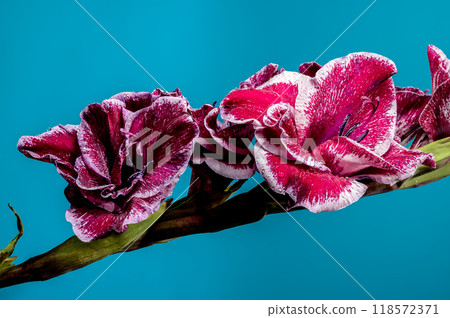 Blooming Gladiolus Jiri Vaclavik on a blue background 118572371