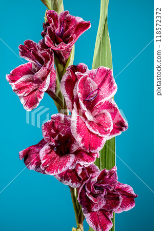 Blooming Gladiolus Jiri Vaclavik on a blue background 118572372