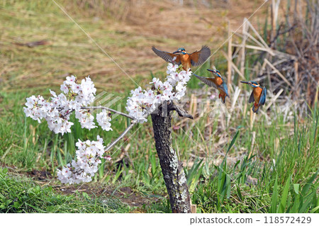 一隻翠鳥正游向棲息處。 (合成) 一隻翠鳥正游向棲息處。 (合成) 118572429