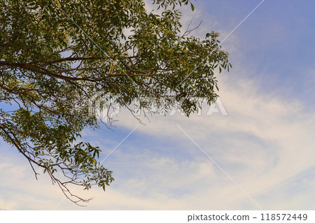 傍晚的天空，雲彩，樹木 118572449