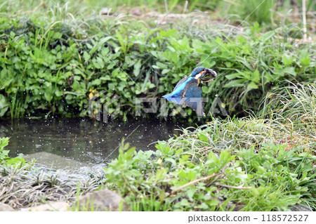 A kingfisher heading towards a perch with a fish in its mouth. A kingfisher heading towards a perch with a fish in its mouth. 118572527