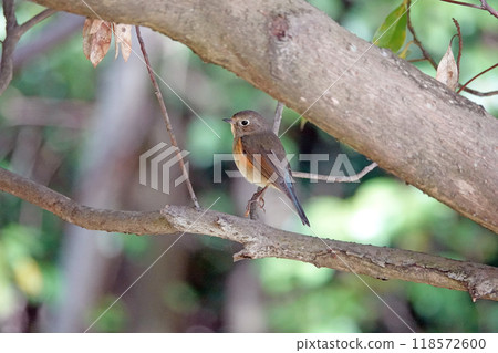 一隻雌性紅尾鶲棲息在樹枝上。 一隻雌性紅尾鶲棲息在樹枝上。 118572600